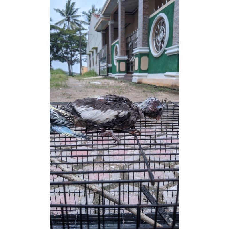 burung falk (parkit australi)