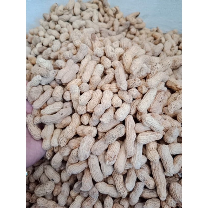 

Kacang asin 1 kg