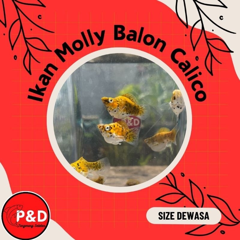 Ikan Molly Balon Calico | Molly Balon TriColour | Hiasan Aquarium Aquascape