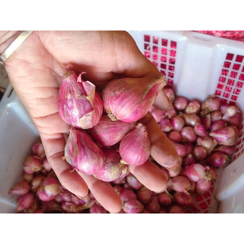 

Bawang Merah Merona Super Kualitas