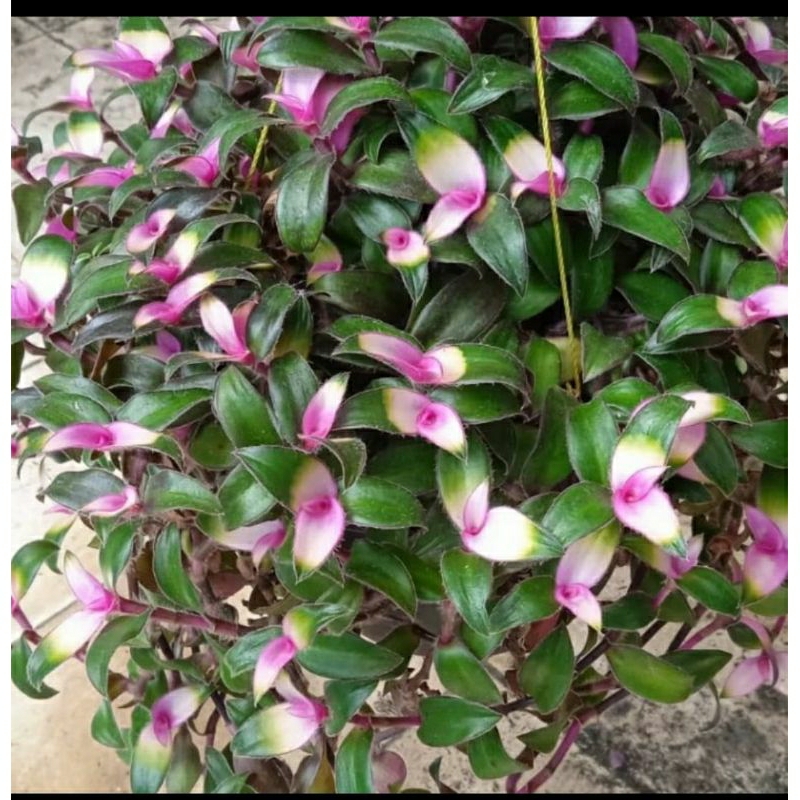 Tanaman hias gantung-lidah kera