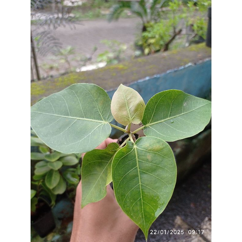 ficus rumpii bercaudex