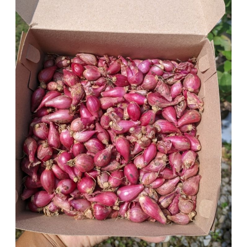 

BAWANG MERAH LOKAL KECIL 500GRAM TERMURAH