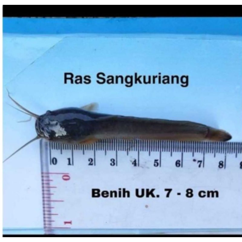 Bibit ikan lele Sangkuriang size 7-8cm