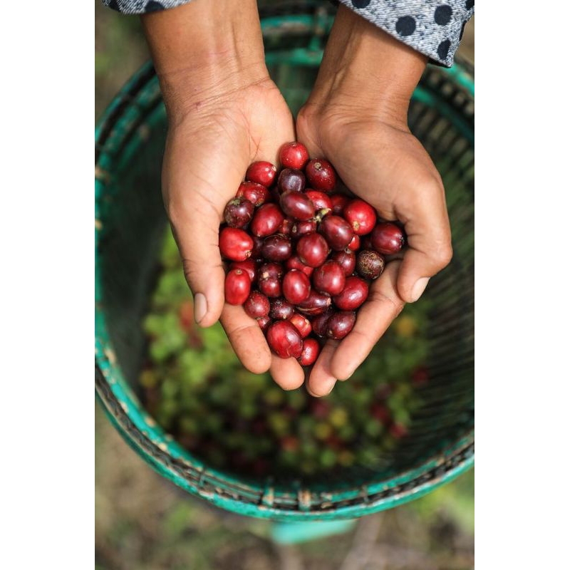 

KOPI ROBUSTA SULTAN ASLI JUMO ORIGINAL 100gram