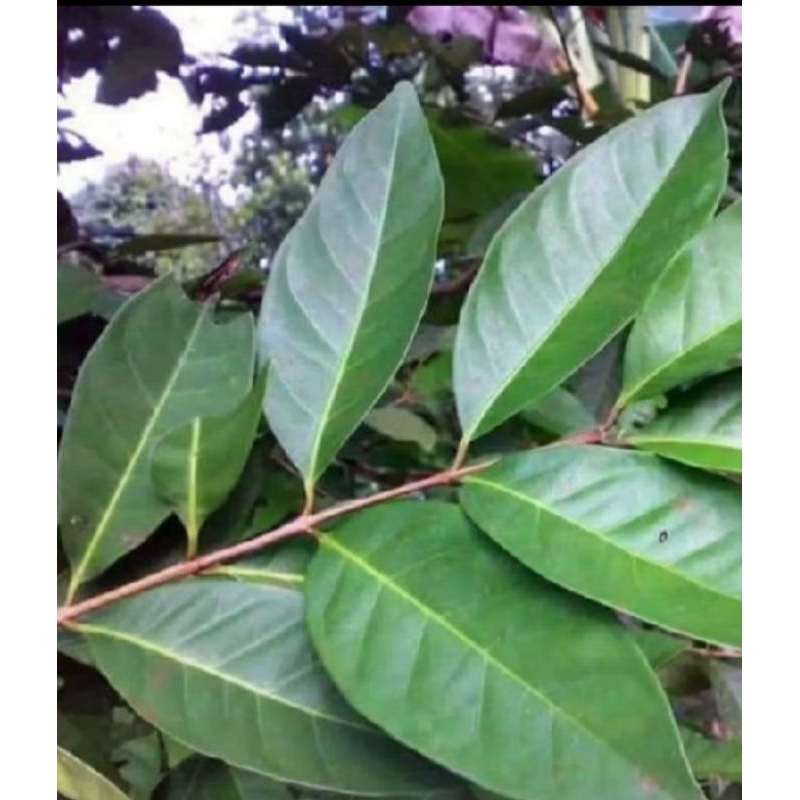 

daun salam presh segar 100 grm