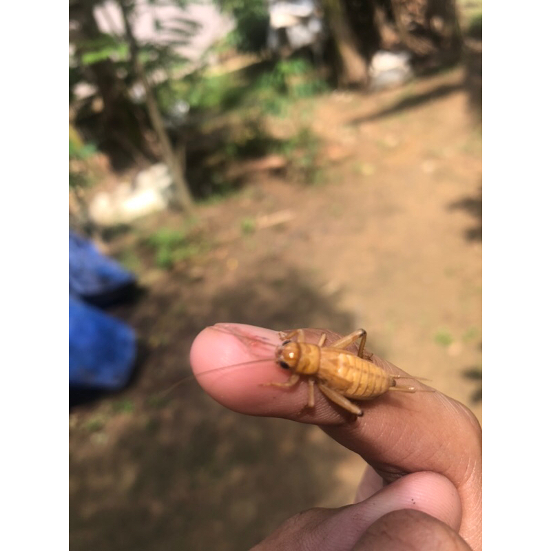 TELUR JANGKRIK MADU KUNYIT