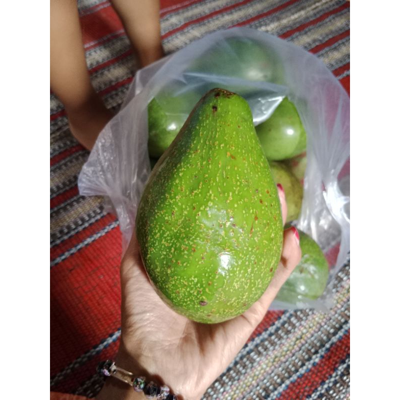 

Alpukat fresh/Buah alpukat/Alpukat Mentega /Alpukat Aligator /Alpukat Biasa