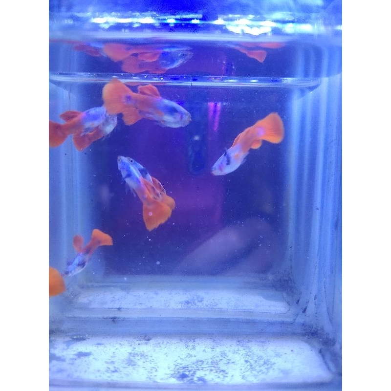 

Setiker Guppy Prtde 1psg