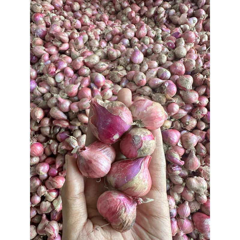 

bawang merah besar tanggung 1kg