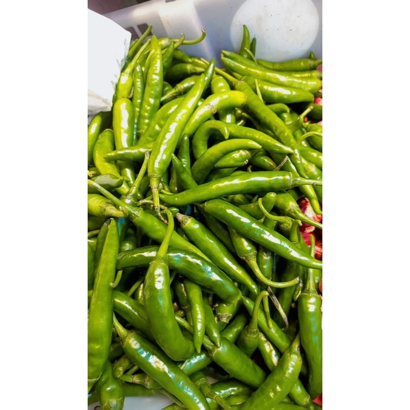 

Cabe ijo besar