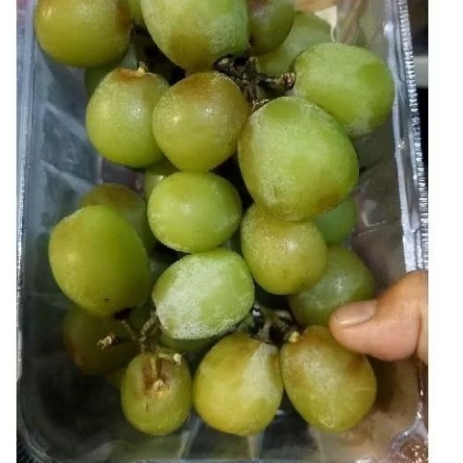 

ALID BUAH - 1 KG (2 pack @500 Gram) ANGGUR MUSCAT HIJAU