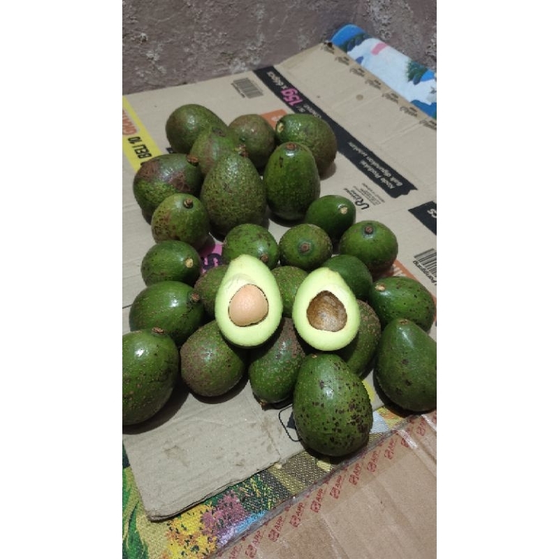 

Alpukat Mentega 1kg (isi 3-4) Fresh Segar Buah Alpuket Super Premium Makanan Minuman Premium Sehat