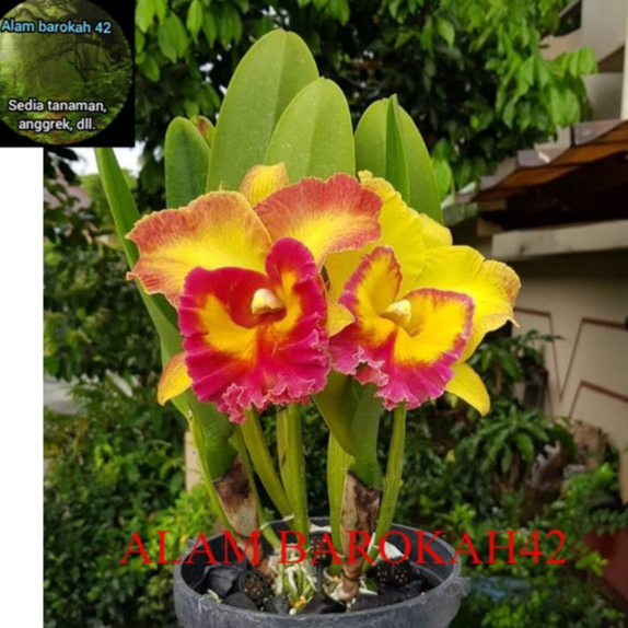 Anggrek Cattleya Dewasa Yen Golden Sunset Siap Bunga