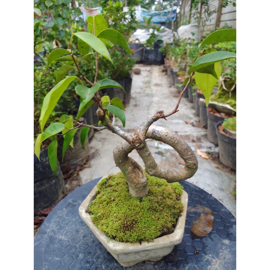 Bonsai Benjamina Siap Pajang