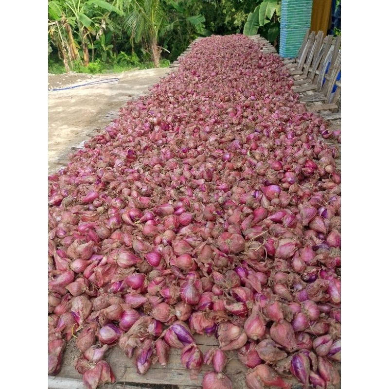 

bawang merah besar/super