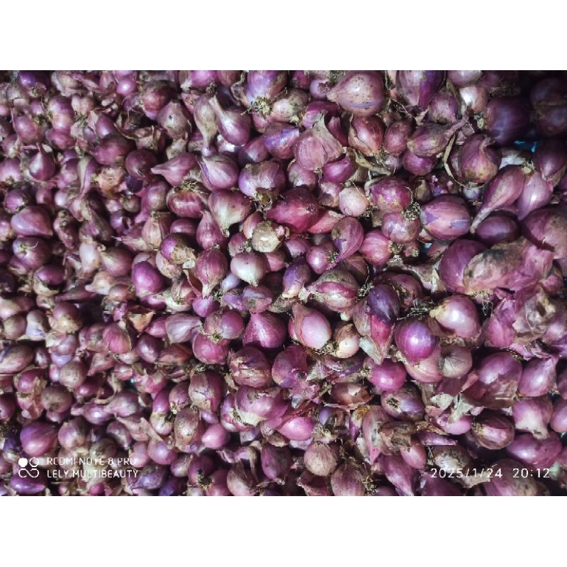 

BAWANG MERAH BRAMBANG GARING SRING