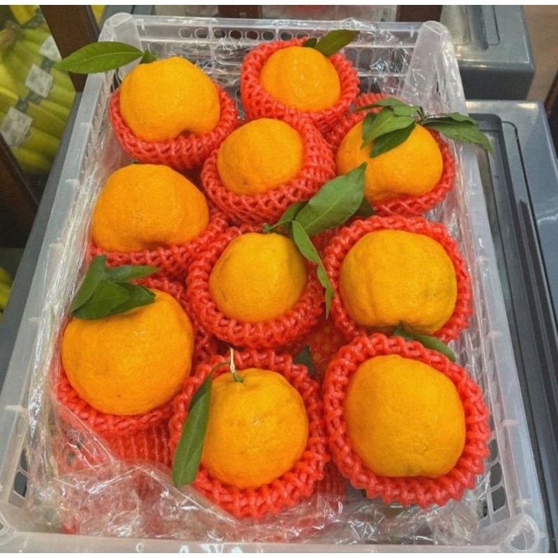 

Jeruk ponkam | jeruk ponkam taiwan 4kg/keranjang