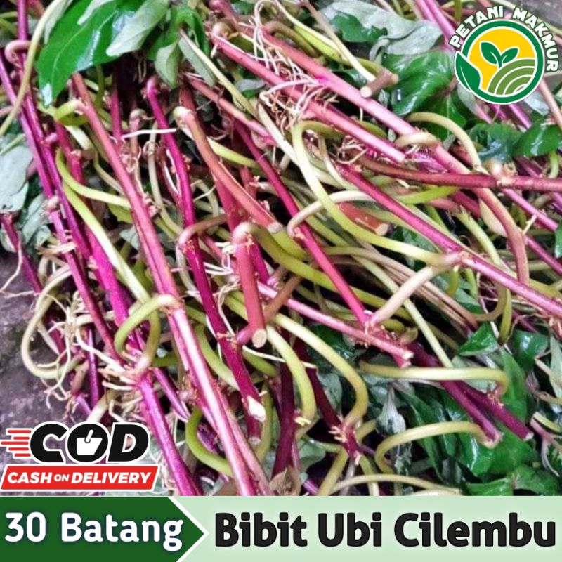 Bibit Ubi Cilembu Super 30 Batang / Bibit Ubi Jalar Cilembu Madu