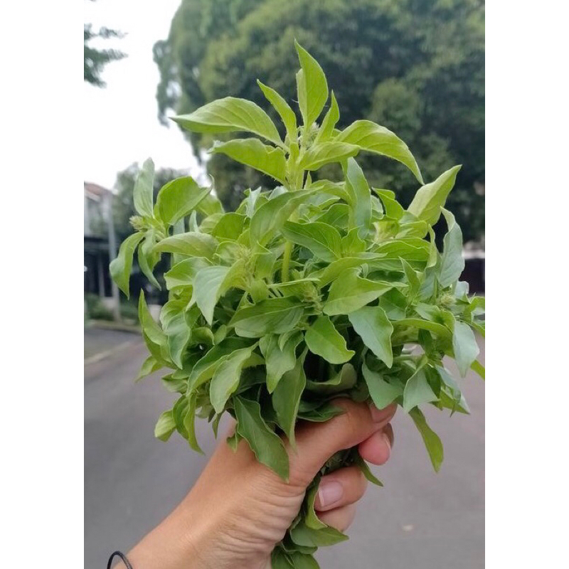 

Daun Kemangi | Surawung | Daun Kemangi fresh 1 ikat [instan]