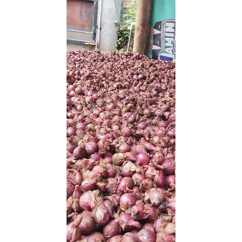 

bawang merah ukuran sedang
