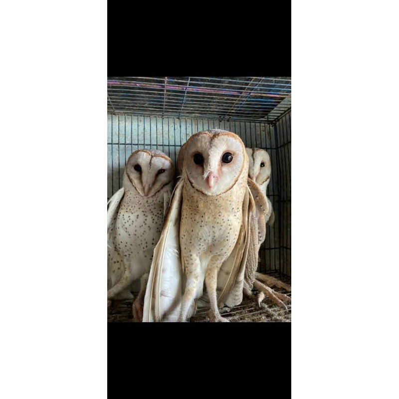 BURUNG HANTU TYTO ALBA/BARN OWL