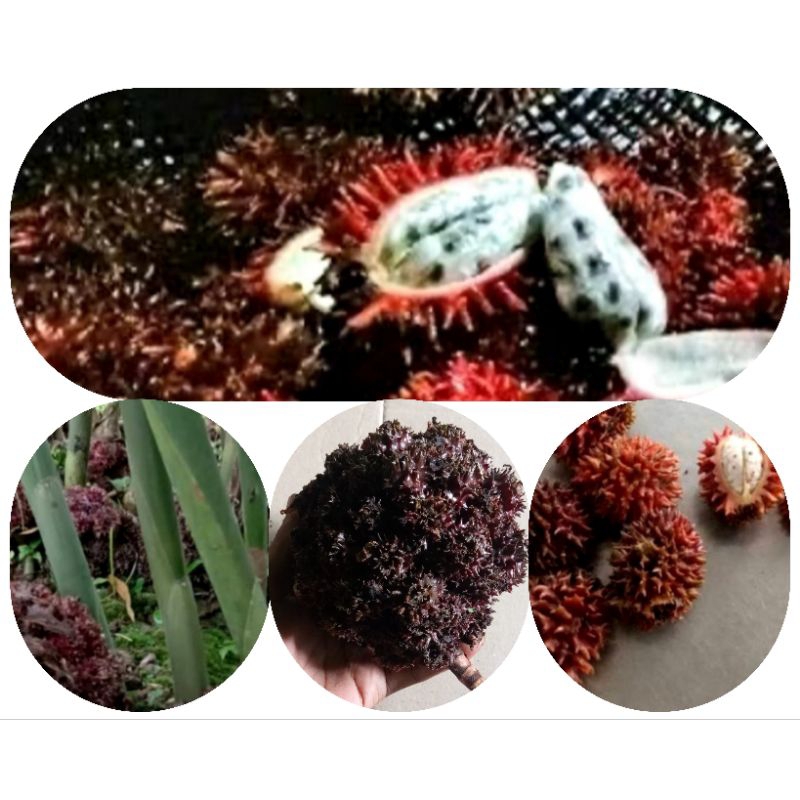 

Buah parahulu/rambutan tanah 500 gram petik langsung