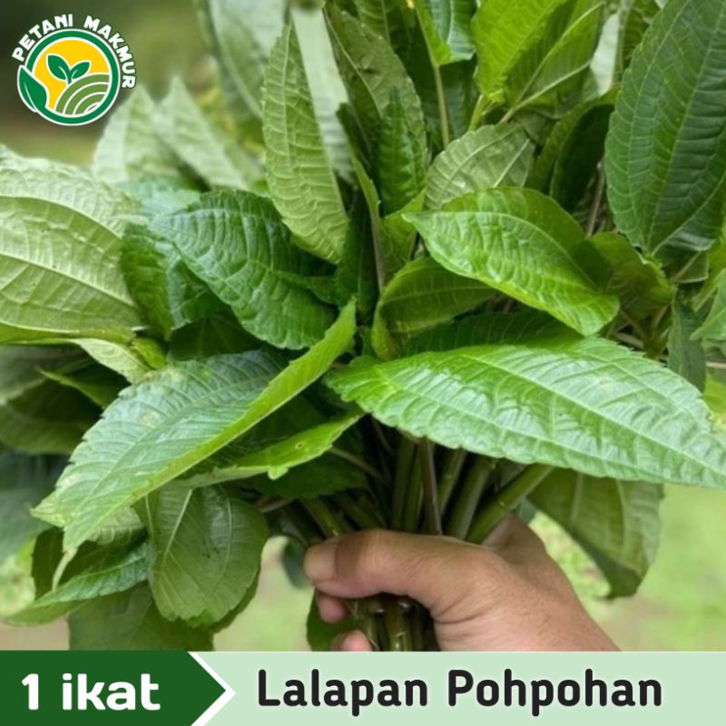

Daun Pohpohan Muda Segar 1 ikat / Lalapan Herbal Daun Pohpohan