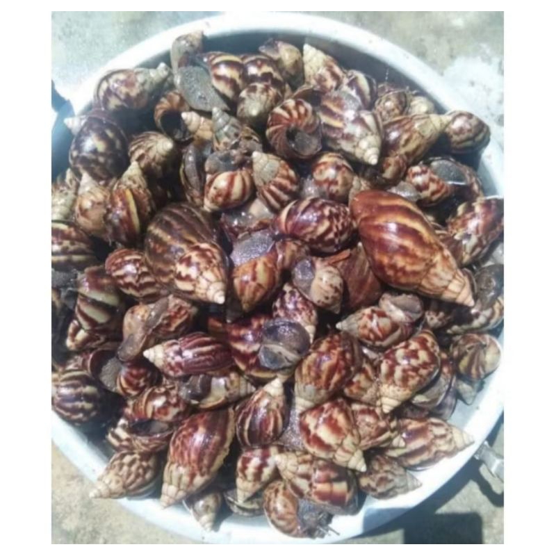 

Bekicot Segar 02 Eksport Quality 500 gram