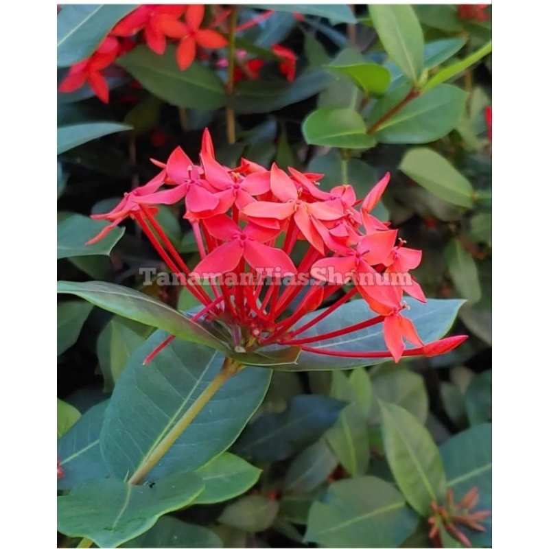 Promo MURAH bibit bunga Asoka merah - tanaman hias bunga Asoka merah - bibit bunga - bunga Asoka - t
