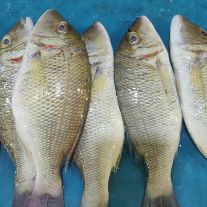 

IKAN LAUT ⫸ KAKAP, KAKAP MERAH, KAKAP PUTIH, SWANGGI, Pasar pagi instant Pekanbaru