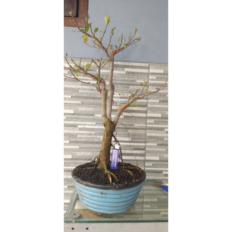 bonsai siap pajang