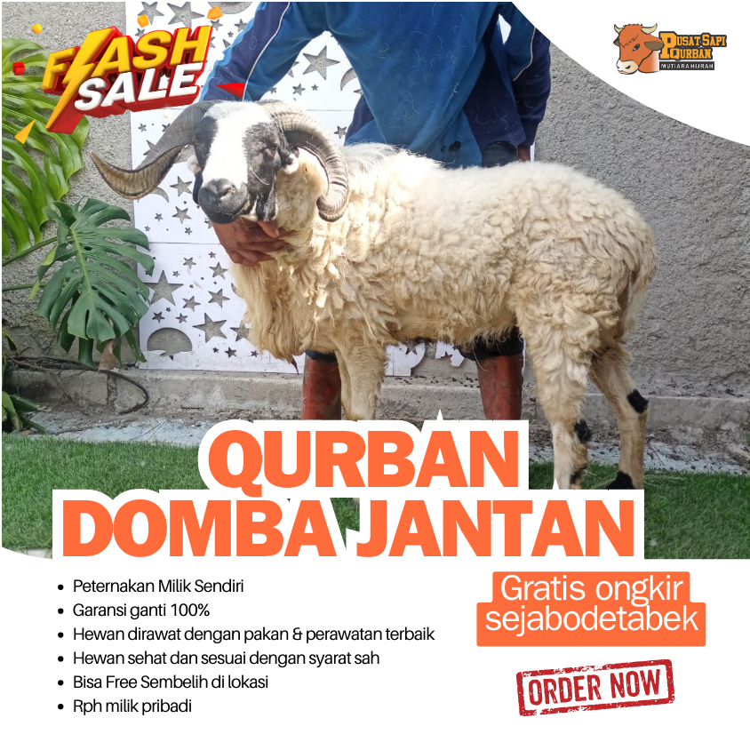 QURBAN DOMBA JANTAN TANDUK KIRIM HIDUP FREE ONGKIR