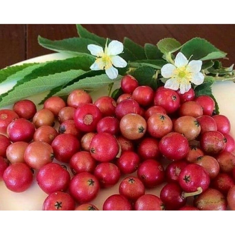 

Buah kersen/buah seri 20 pcs segar