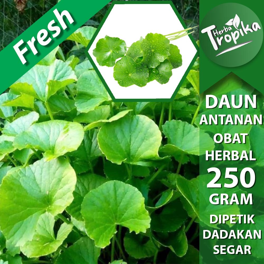 

Daun Antanan Pagagan segar 250 gram herbal alami toko herba tropika