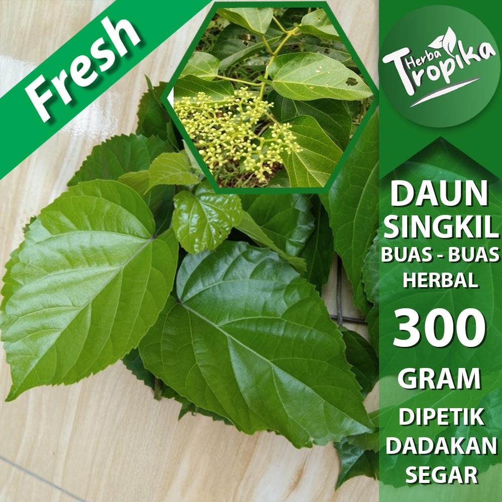 

Daun Singkil Buas Buas Segar 300 gram herbal alami toko herba tropika