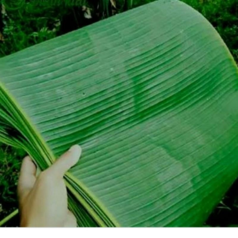 

DAUN PISANG SEGAR UNTUK BUNGKUS