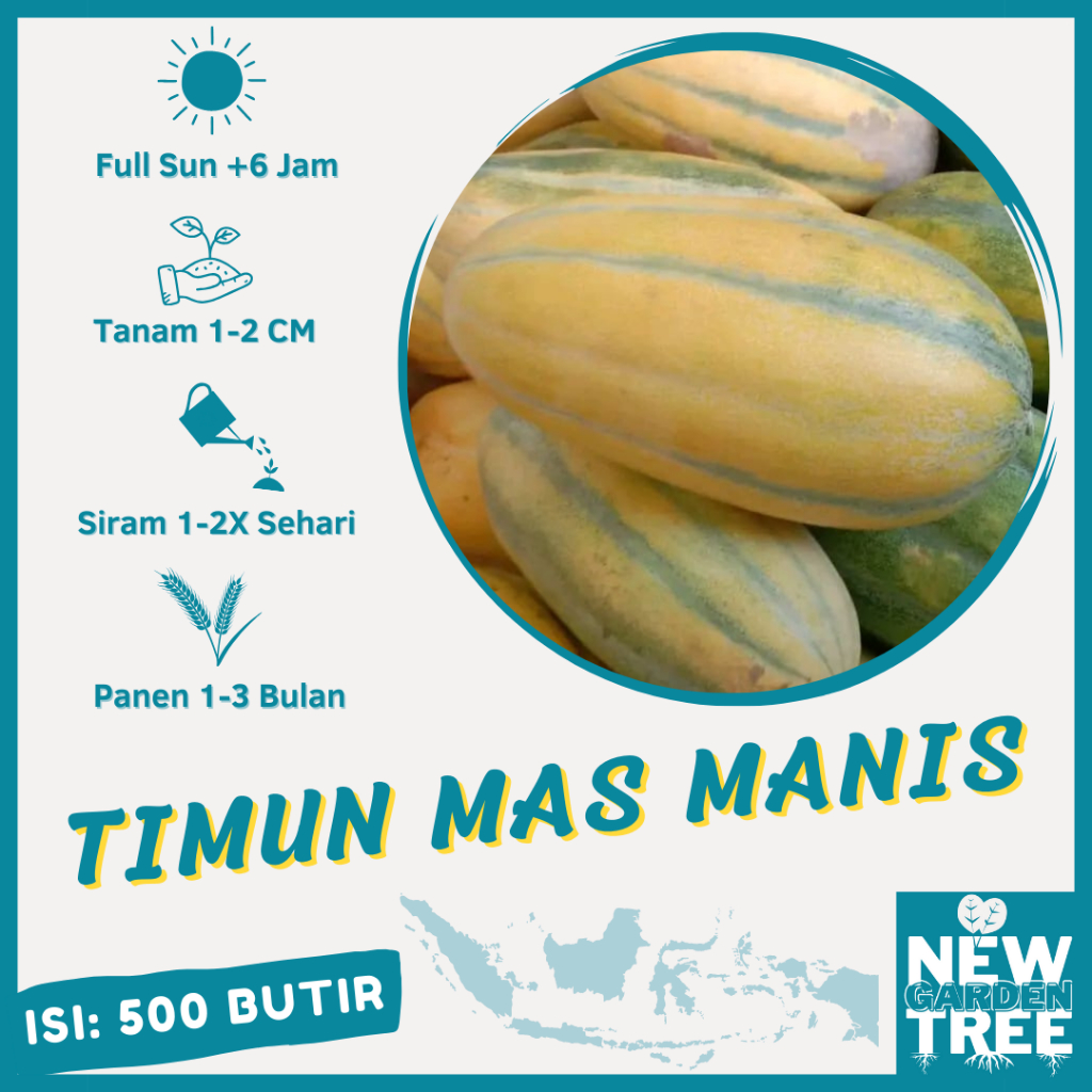 BENIH BUAH: 500 BENIH TIMUN MAS MANIS KUALITAS UNGGUL