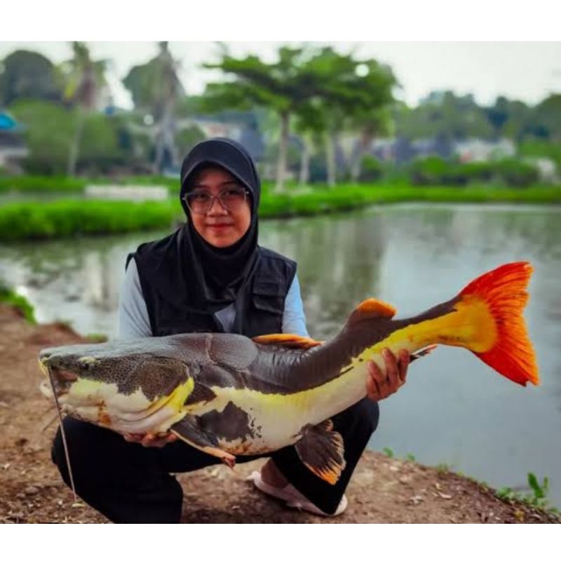 LELE HIAS RTC AMAZON SIZE 8 CM HARGA GROSIR