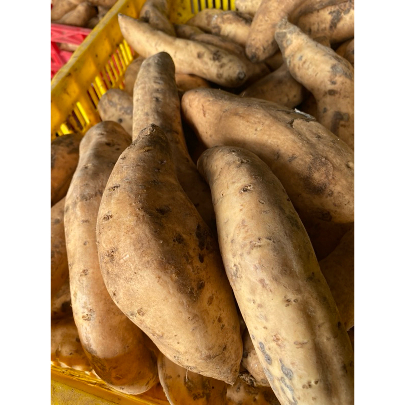 

Ubi mentah ubi madu Ubi cilembu 1kg ubi oven ubi panggang