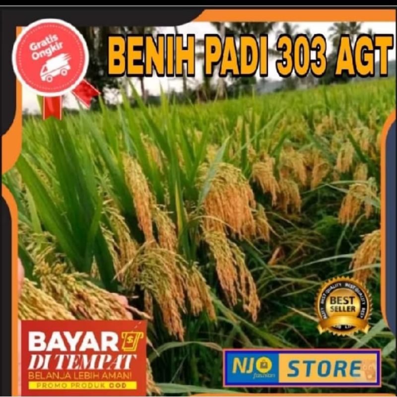 benih padi 303 AGT