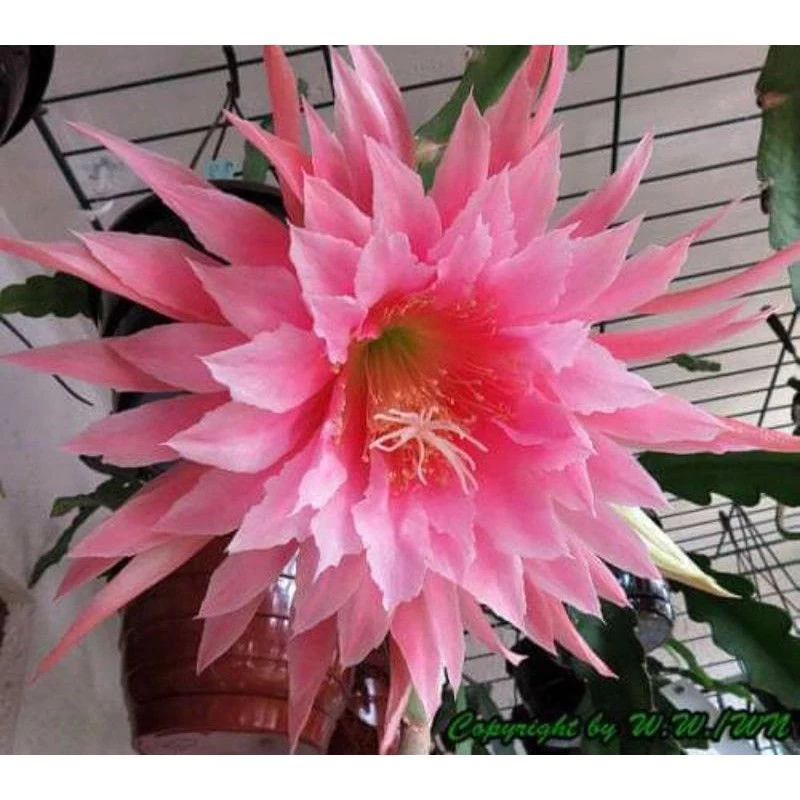 tanaman hias wijaya kusuma californiaBUNGA WIJAYA KUSUMA/WIJAYA KUSUMA BUNGA GANTUNG/TANAMAN HIAS