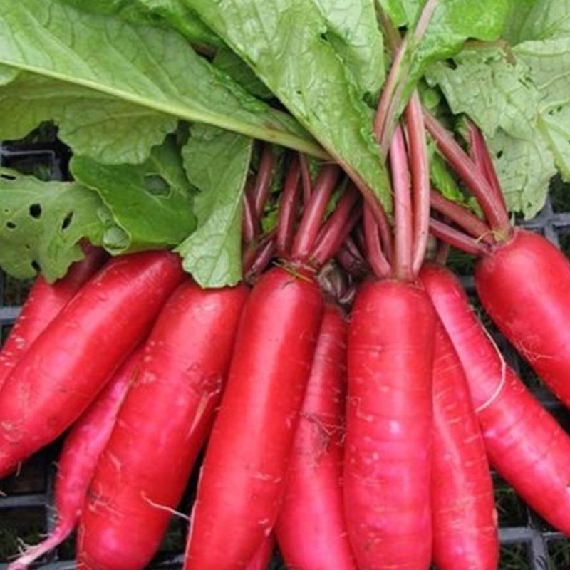 

lobak merah harga per 1kg