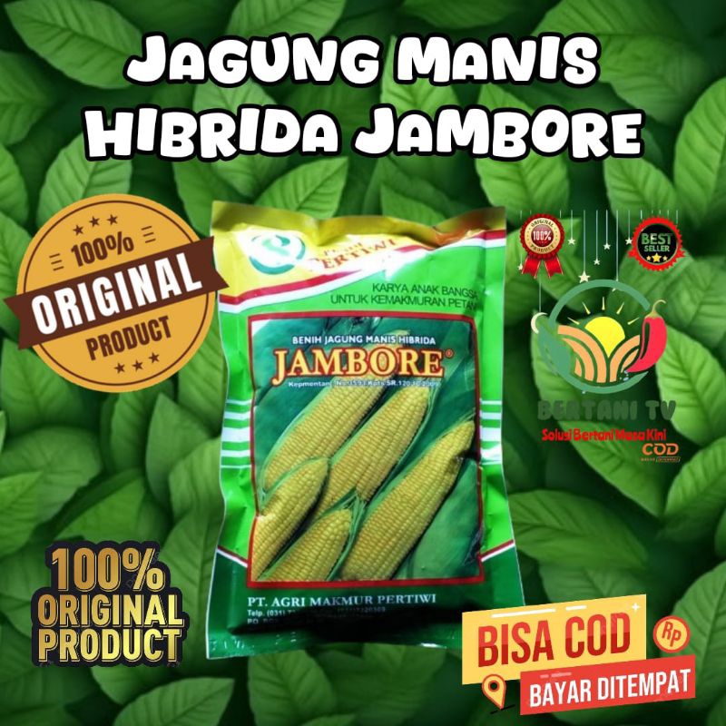 

Jagung Manis Hibrida JAMBORE 250 gr, Umur panen 65-75 hari setelah tanam. Tinggi tanaman 164– 180 cm. Panjang tongkol 18–21 cm dengan diameter 4,7–5,4 cm