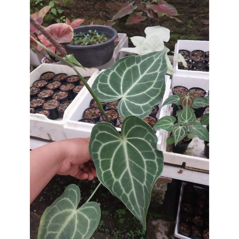 Anthurium Kuping Gajah King Clarynervium