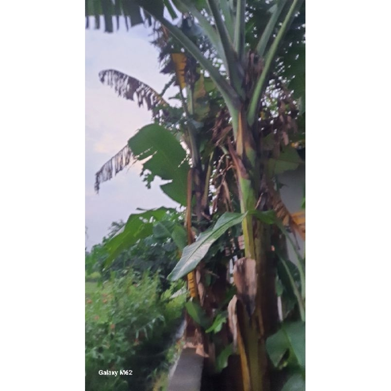 

pisang moleg