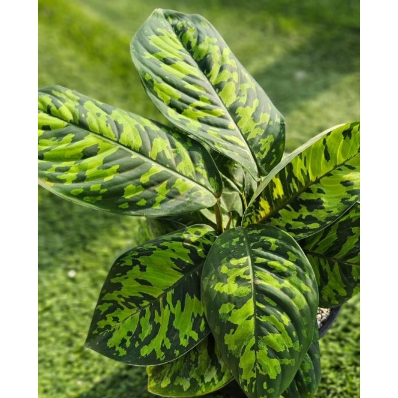 Gratis Ongkir Tanaman Hias??? homalomena walisi