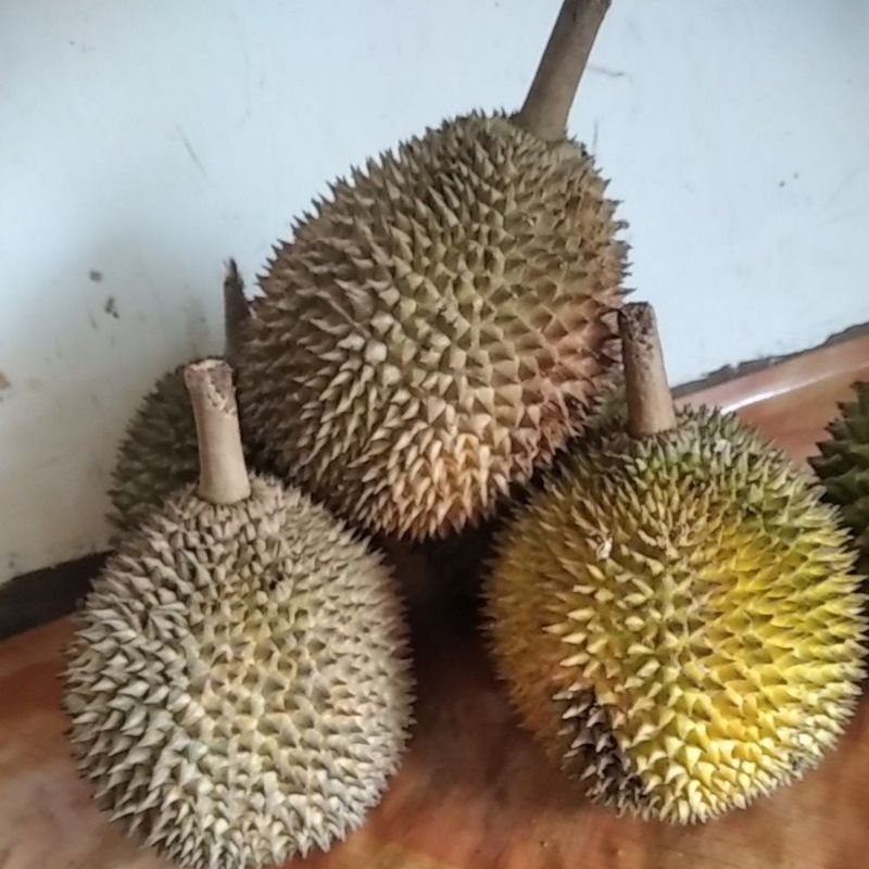 

durian lokal size tanggung