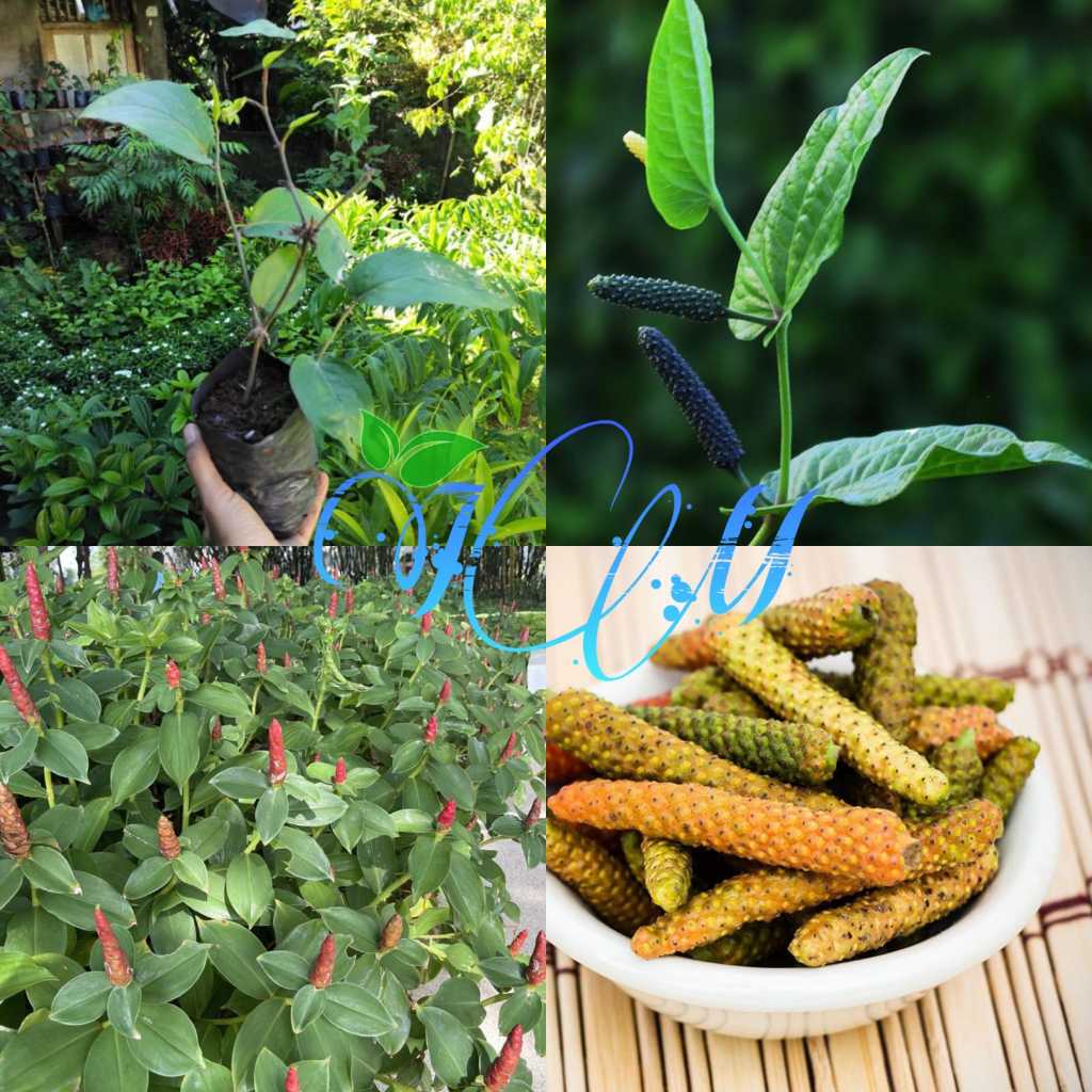 Bibit Cabe Jawa / Longpepper / Cabe Jawa Ulet