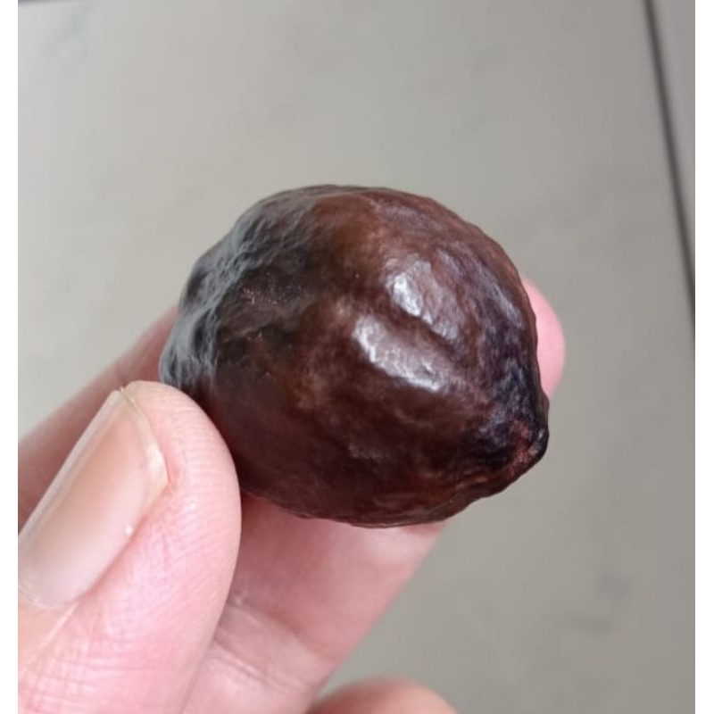 Muncang Adu Mayit Jebir Ori Pasangan Mewah Size Kecil